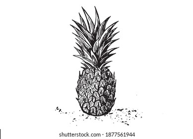 Pineapple sketch. Hand drawn illustration.	