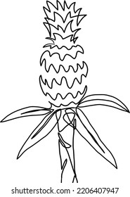 Ilustración de sketch de piña. Dibujo de una línea de arte vector aislado de la planta de piña con hojas.