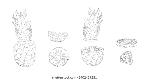 Pineapple sketch rings and cubes. Engraved fruit slices on white, vector illustration.