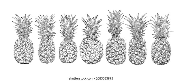 Pineapple sketch set. Tropical fruit on white background. Hand drawn vector illustration.