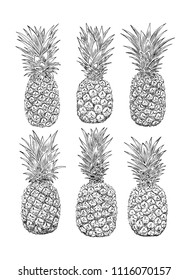 Pineapple sketch set. Tropical fruit on white background. Hand drawn vector illustration.