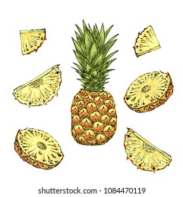 The pineapple sketch the slices set. Cut tropical fruit. Hand drawn vector illustration.