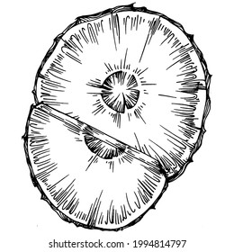 Pineapple sketch tropical fruit decorative. Fruit drawings. Retro style elements. Pineapple sketch citrus fruit decorative. Vintage illustration.
