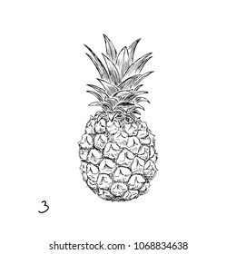 Pineapple sketch. Tropical fruit on white background. Hand drawn vector illustration.