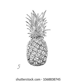 Pineapple sketch. Tropical fruit on white background. Hand drawn vector illustration.