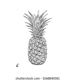 Pineapple sketch. Tropical fruit on white background. Hand drawn vector illustration.
