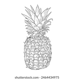 pineapple sketch vector art design 