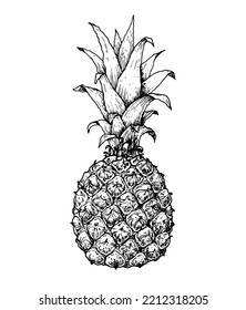 Pineapple sketch vector illustration. Hand drawn pineapple. Tropical fruit.