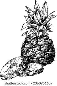 ilustración vectorial de la piña, dibujo de la piña