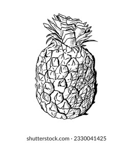Pineapple sketch. Vector illustration. Isolated on a white background. Hand-drawn style.