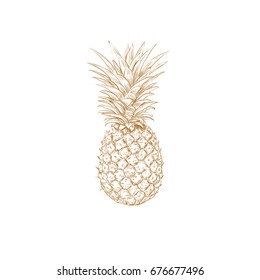 Pineapple sketch vector illustration. Pineapple yellow hand drawing.