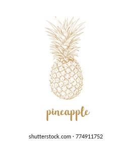 Pineapple sketch vector illustration. Pineapple yellow