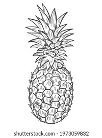 Pineapple sketch. Vector. Whole exotic fruits. Drawing on a white background. Hand drawing. Single large pineapple fruit, simple image.