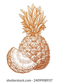 Pineapple with slice, hand drawn sketch. Eco fresh food. Vector illustration of tropical fruits