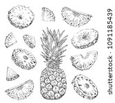 Pineapple slice set. Design elements on white background. Cut tropical fruit sketch. Hand drawn vector illustration.