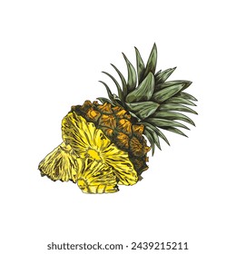 Pineapple slices with leaves hand drawn vector illustration. Tropical tasty fruit, sweet ananas sketch. Healthy natural food. Organic fresh exotic pineapple snack