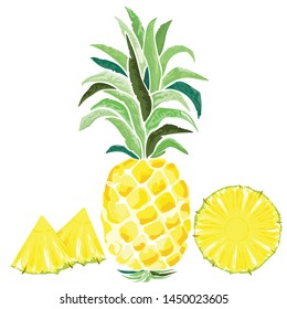 Pineapple and Slices Watercolor Style Vector illustration isolated on white
