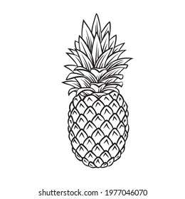 Pineapple tropical fruit outline vector icon, drawing monochrome illustration. Healthy nutrition, organic food, vegetarian product.