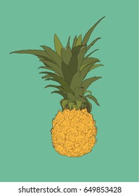 pineapple, tropical fruit sketch vector.