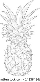 pineapple vector botanical sketch illustration. concept for logo, web design, icon pint