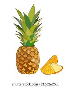 Pineapple vector drawing. Whole pineapple and slices isolated on a white background. Tropical summer fruit hand drawn illustration. Detailed food drawing. Great for label, poster, print