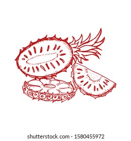 Pineapple vector hand drawn illustration. Icon