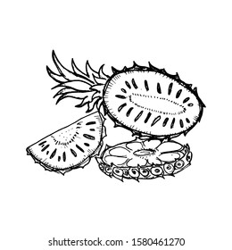 Pineapple vector hand drawn illustration. Icon