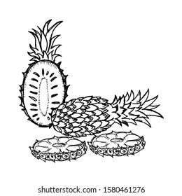 Pineapple vector hand drawn illustration. Icon