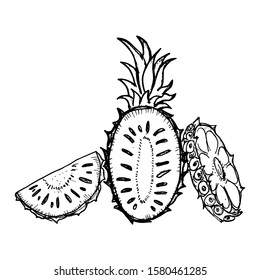 Pineapple vector hand drawn illustration. Icon
