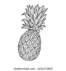 Pineapple, Vector hand drawn illustration. Fresh organic fruit, pineapple in engraving style. Detailed food drawing. For label, poster, print. isolated on white background