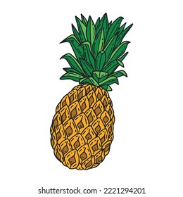 Pineapple, Vector hand drawn illustration. Fresh organic fruit, pineapple in engraving style. Detailed food drawing. For label, poster, print. isolated on white background