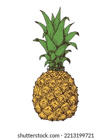 Pineapple vector illustration. Hand drawn pineapple. Tropical fruit.