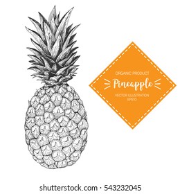 Pineapple vector illustration. Hand-drawn design element. A fruit drawn in vintage style