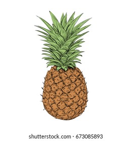 Pineapple vector illustration. Pineapple sketch in color