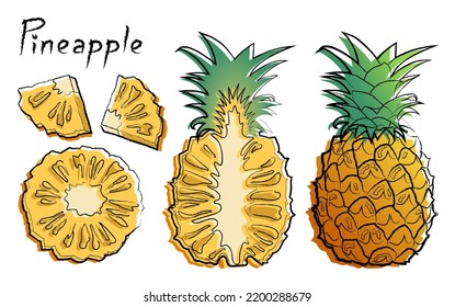 Pineapple. Vector illustration of pineapple. Whole pineapple, half and slices.