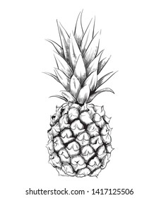 Pineapple vector line art. Vintage design fruit isolated on white