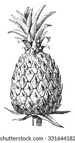 Pineapple, vintage engraved illustration. Dictionary of words and things - Larive and Fleury - 1895.
