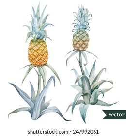 pineapple, watercolor, element, palm,