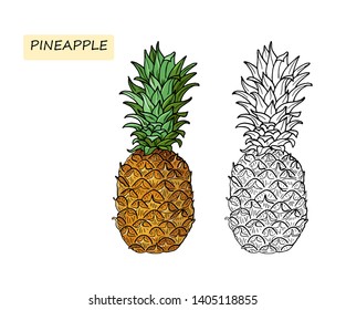 Pineapple.Coloring book for kids. Summer tropical food for healthy lifestyle.Whole fruit.Vector hand drawn illustration.Isolated sketch on a white background.