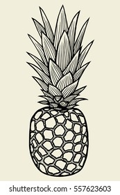Pineapplefruit. Hand drawn vector sketch on beige