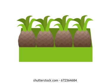Pineapples in a green box. Box full of fresh pineapples in flat. Box of lovely pineapples. Pineapples in a row. Retail store element. Isolated vector illustration on white background.
