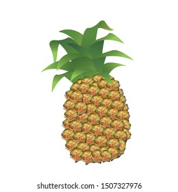Pineapples grow on the central stalk of a large plant with swordlike leaves