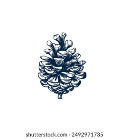 Pinecone botanical hand drawn Isolated vector illustration. Cone sketch template for card design Christmas invitation, packaging, label, poster, party, holiday decor. Engraving style banner