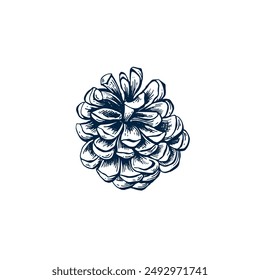Pinecone botanical hand drawn Isolated vector illustration. Cone sketch template for card design Christmas invitation, packaging, label, poster, party, holiday decor. Engraving style banner