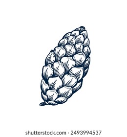 Pinecone botanical hand drawn Isolated vector illustration. Cone sketch template for card design Christmas invitation, packaging, label, poster, party, holiday decor. Engraving style banner