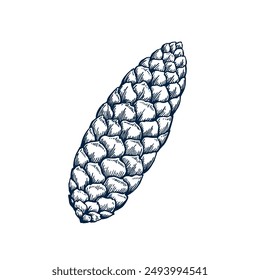 Pinecone botanical hand drawn Isolated vector illustration. Cone sketch template for card design Christmas invitation, packaging, label, poster, party, holiday decor. Engraving style banner