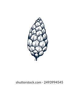 Pinecone botánico dibujado a mano Ilustración vectorial aislada. Plantilla de boceto de cono para Navidades de diseño de tarjetas invitación, embalaje, etiqueta, cartel, fiesta, decoración de vacaciones. Anuncio estilo grabado