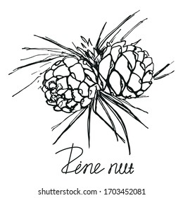 Rama de la pinecona, dibujo a mano. Ilustración aislada en blanco y negro