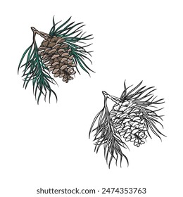 pinecone drawing with line art style. Outline style. You can change color you want. Easy to edit. Vector illustration