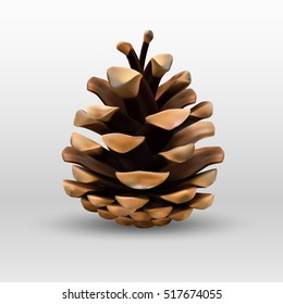 Pinecone isolated on a white background